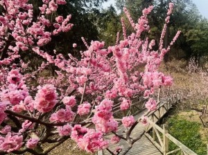 年后南方春意浓，赴一场温暖与花香的约会