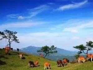 舌尖上的祁连，在雪山草原间品味人间烟火