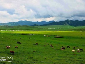7月，赴一场希拉穆仁草原的绿野诗篇