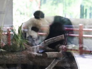 熊猫体育的奇幻漂流，当181号球衣遇见竹林里的运动梦