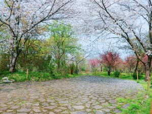 2018年3月，我在樱吹雪的春天里迷了路