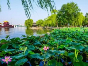 无锡夏日，荷风太湖间，邂逅一城清凉