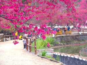 邂逅春日浪漫，新丰樱花峪二天深度游指南