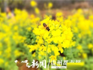 4月云南自由行，赴一场春日之约，邂逅12℃的温柔与烂漫