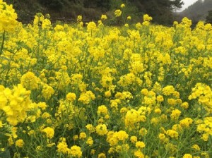 三月首尔与济州岛，当早樱撞上油菜花，我在韩国遇见春天