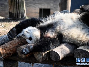 冬日暖阳里的黑白精灵，成都熊猫基地治愈之旅