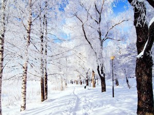 五日雪踪，寒假慢行，与雪景温柔相拥