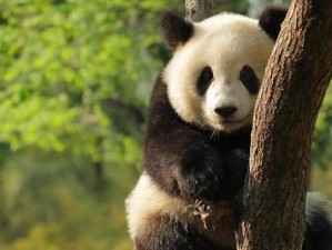 成都周边，不止熊猫与火锅，这些秘境藏着慢游的N种可能