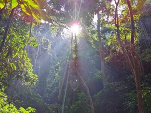 6月西双版纳，赴一场雨季的热带诗篇，在绿意与清凉里邂逅西双版纳的灵魂